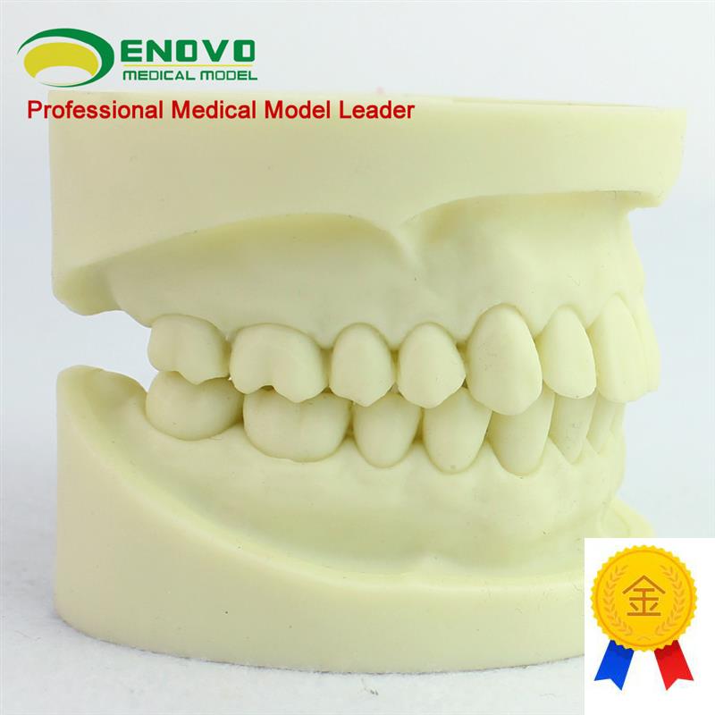 ENOVO颐诺白刚玉牙模型牙体预备E操作制备练习离体牙洞备牙医练