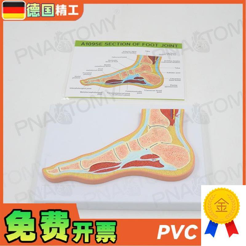 德国人体MRI脚关节骨骼肌u肉剖面构造解剖模型医学骨科疼痛科教学