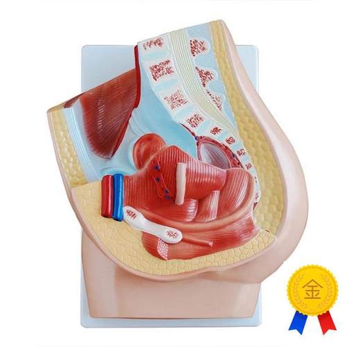 女性盆腔正中矢状解剖(2件),解剖模型,J正中矢状解剖盆腔结构模具