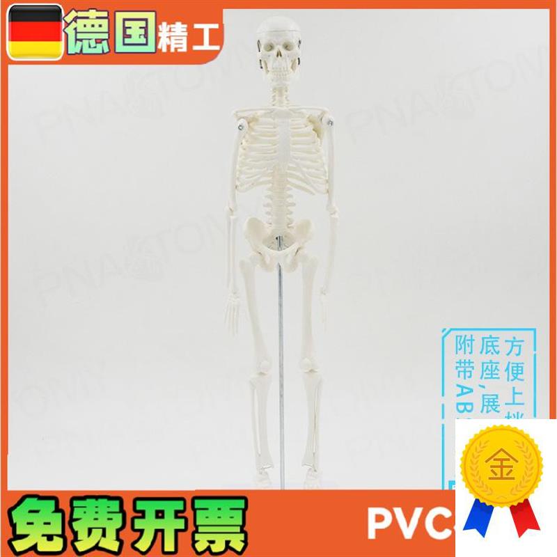 45cm人体全身骨骼模型仿y真骷髅骨架小白可活动瑜伽美术骨科
