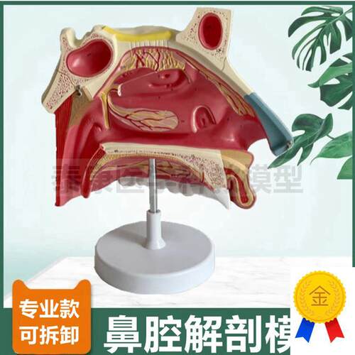大型鼻腔模型可拆卸鼻甲固t有鼻腔口咽扁桃体硬腭鼻甲鼻道蝶窦额