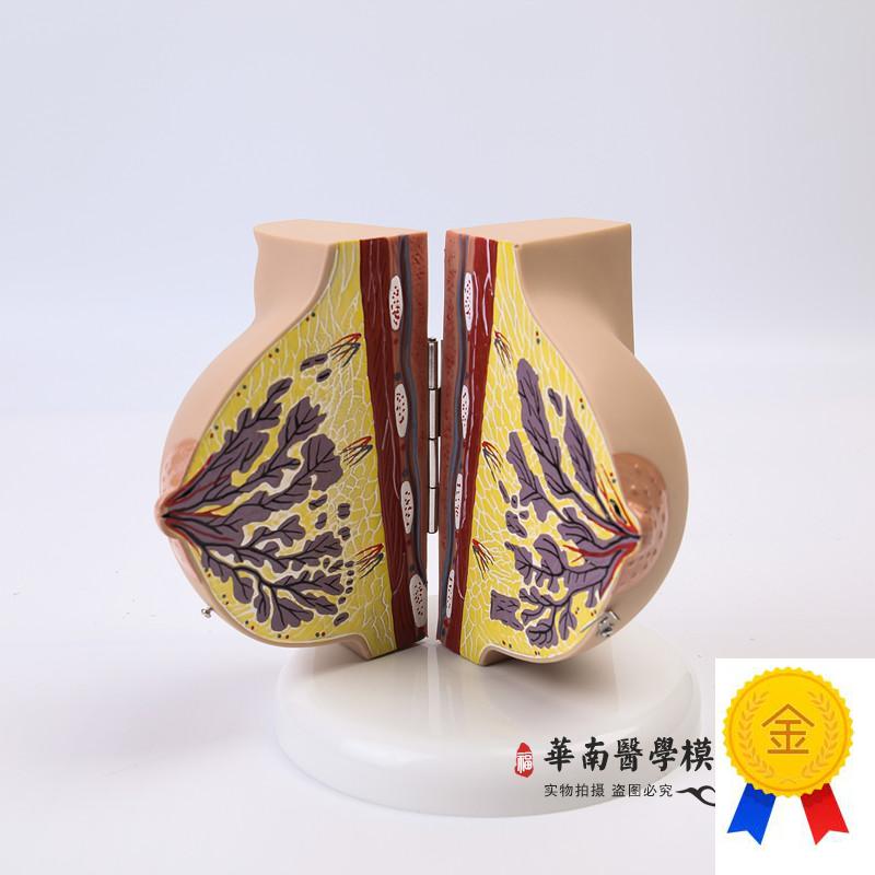 乳房模型胸部解剖乳房结构造妇产科D教学整容微整形展示美容院医