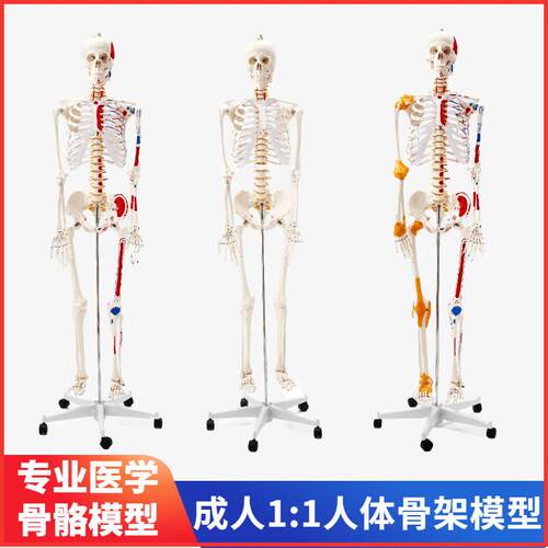 170cm人e体骨骼模型骨架人体模型彩色大白骷髅标本肌肉脊椎神经骨