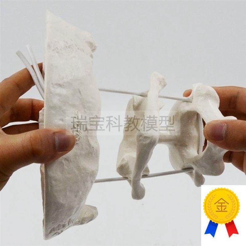颈椎模型可拆卸寰椎枢椎枕骨瑜伽健身教学脊椎旋转活.动正骨推拿