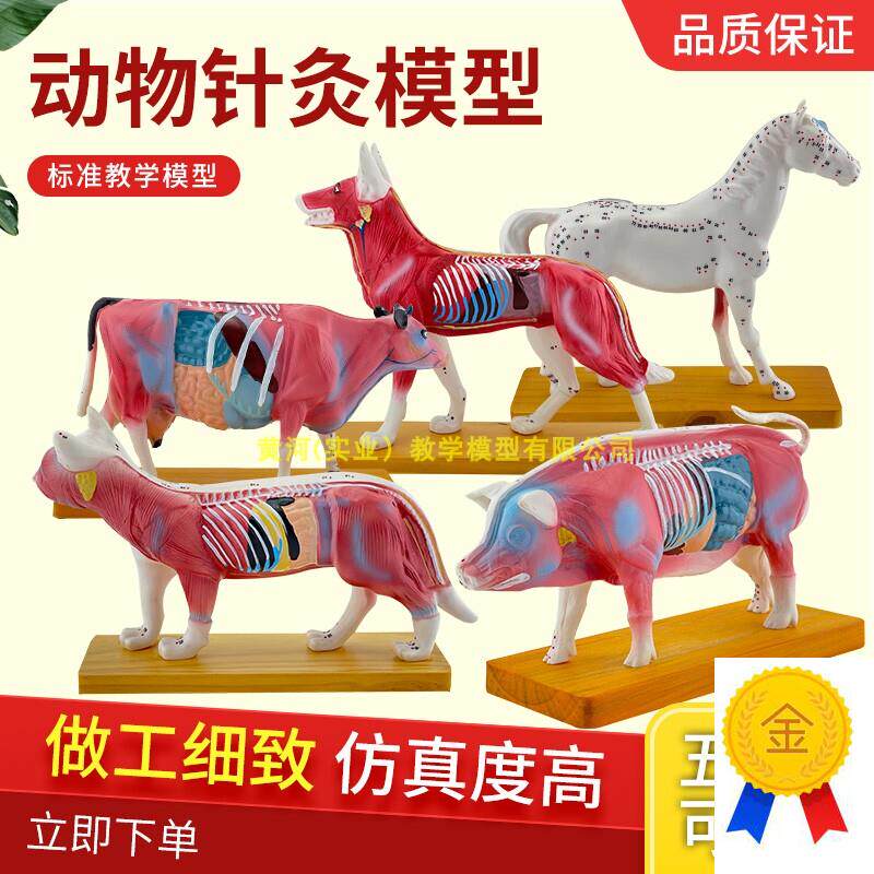 狗猫猪牛马d体针灸模型犬穴位动物针灸兽医教学动物解剖模型