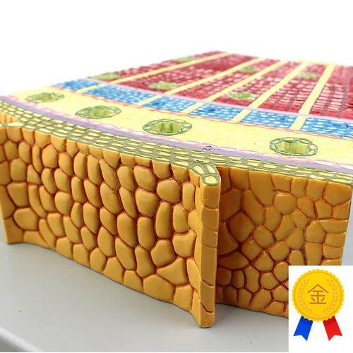 ENOVO颐诺高品质裸子植物茎模型松树茎构造茎的U解剖结构生物科