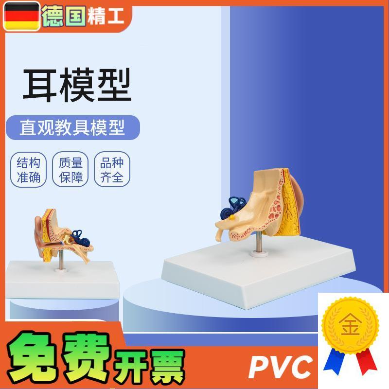 德国】PNT-0670p1耳模型1部件仿真人耳耳朵模型人体耳朵解剖模