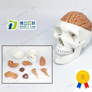 医学人体头颅骨大脑头骨模型颅脑解剖神经科静U态模型脑部模型