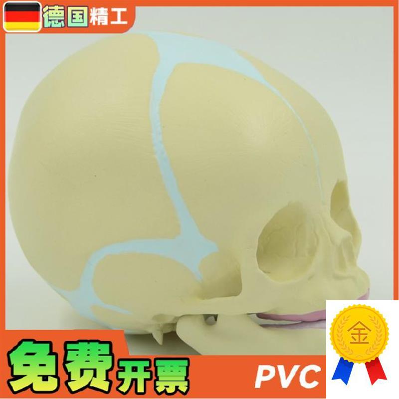 德国】小宝宝头颅骨l模型无牙婴幼儿小头骨仿真30周胎儿骷髅头骨