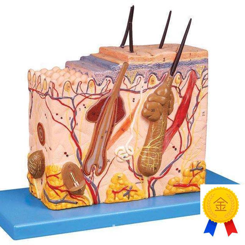 人体皮肤放大模型(中型)表皮立体毛囊J放大毛发汗腺解剖标本模具