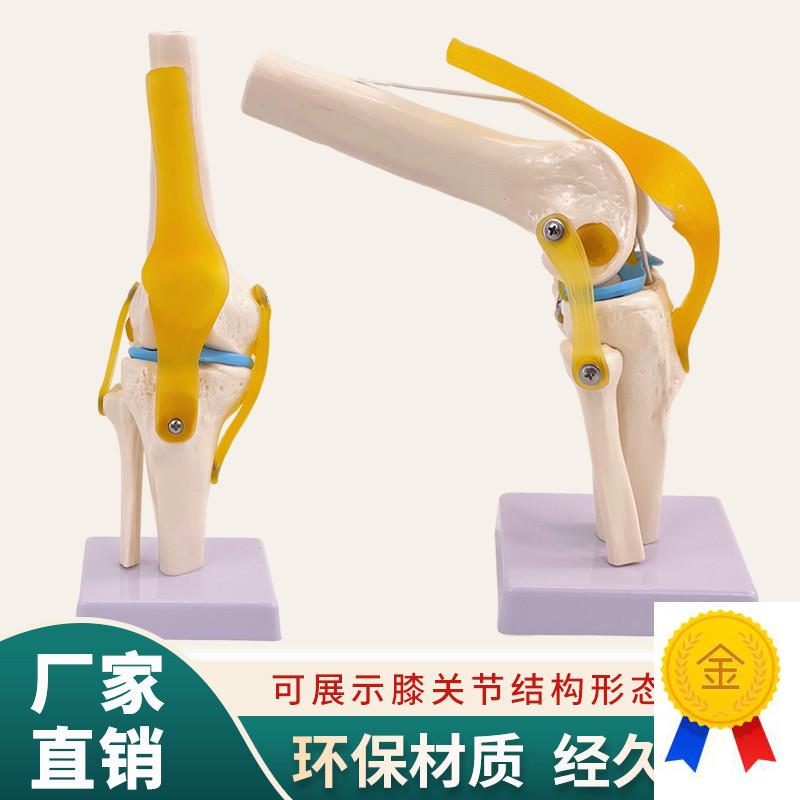膝关节模型人体膝盖骨骼韧带髌骨半月F板结构造医学院骨科教学模