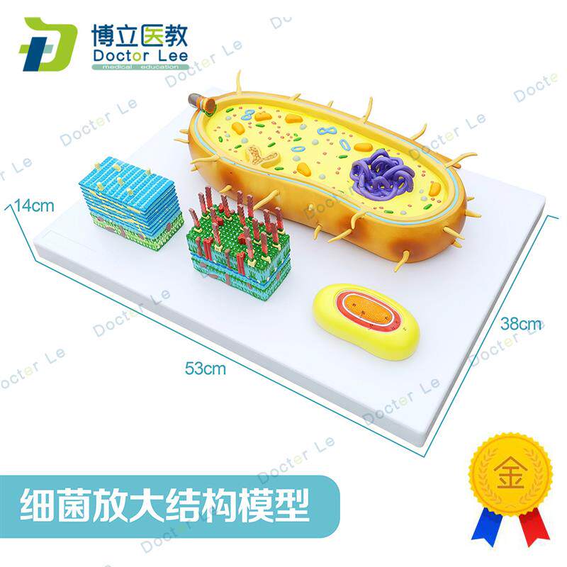 细菌放大模型三分病毒显微结x构细胞标本染色体DNA生物医学模型