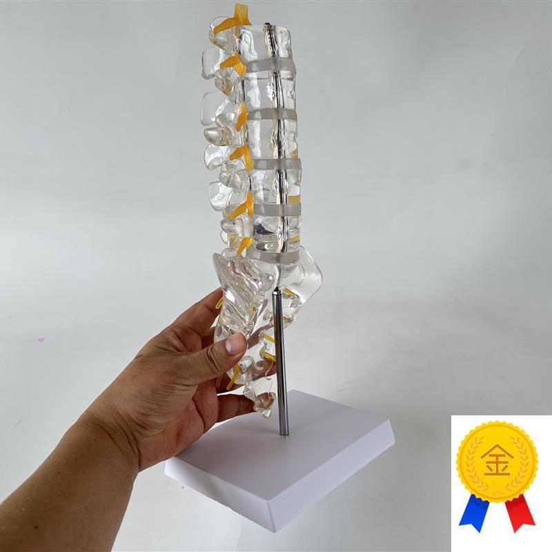 透明腰椎带尾骨模型椎间盘脊神z经骶骨尾椎骨脊椎脊柱骨科立体教