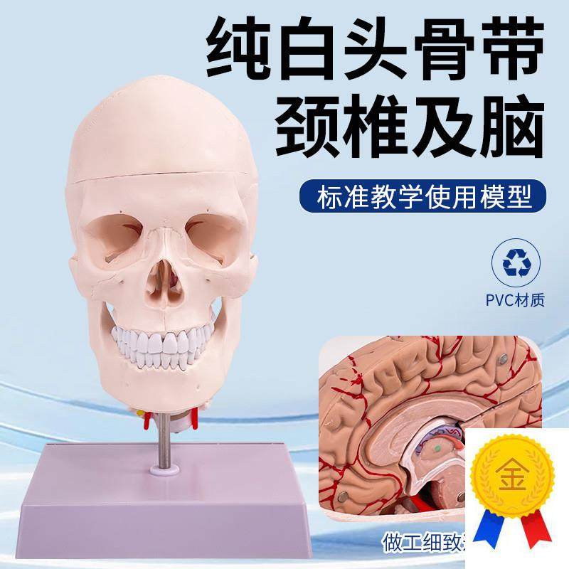 人体头骨附颈椎及大脑模型可拆卸成人1:1骷O髅头医学教具数字编码