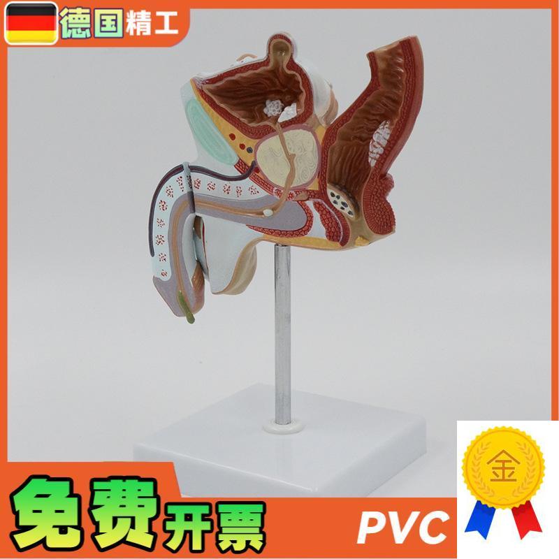 德国】男性c生殖系统解剖模型病理展示教学仪器1比1可拆泌尿系统