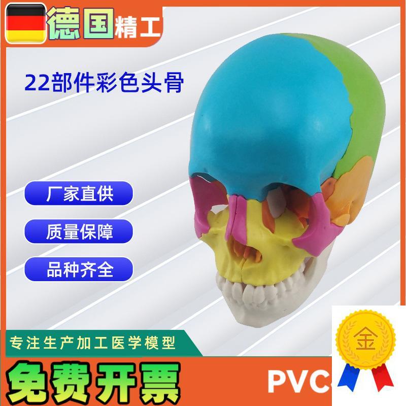 22部件拼装人体头骨模型彩y色颅骨解刨模型可拆解人体头骨模型