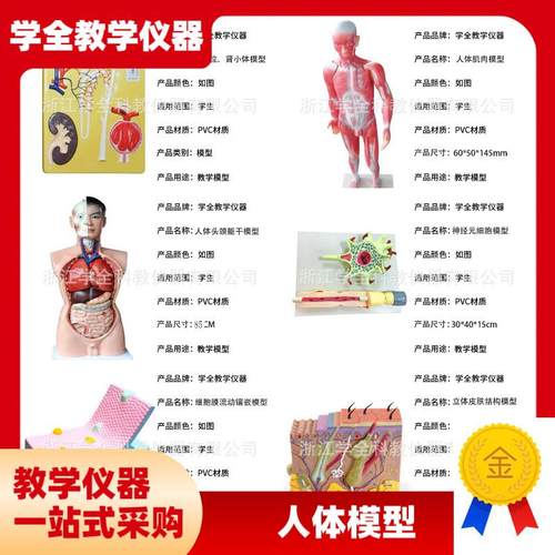 人体模型生物模型初高中生物x实验器材中学生物教学教学模型展示