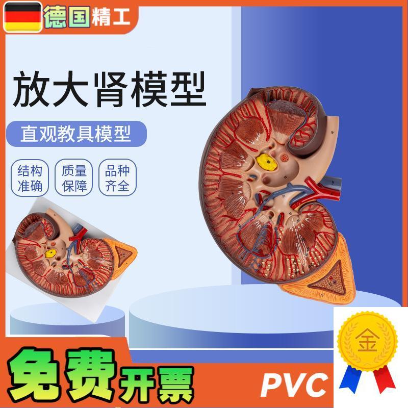 德国】放大肾模型肾解剖附人体医学解剖K模型教学培训肾上腺放大