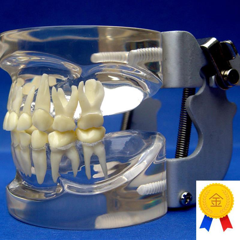 ENOVO颐诺儿童乳牙r列模型儿童口腔教学展示模型牙科牙齿模型口腔