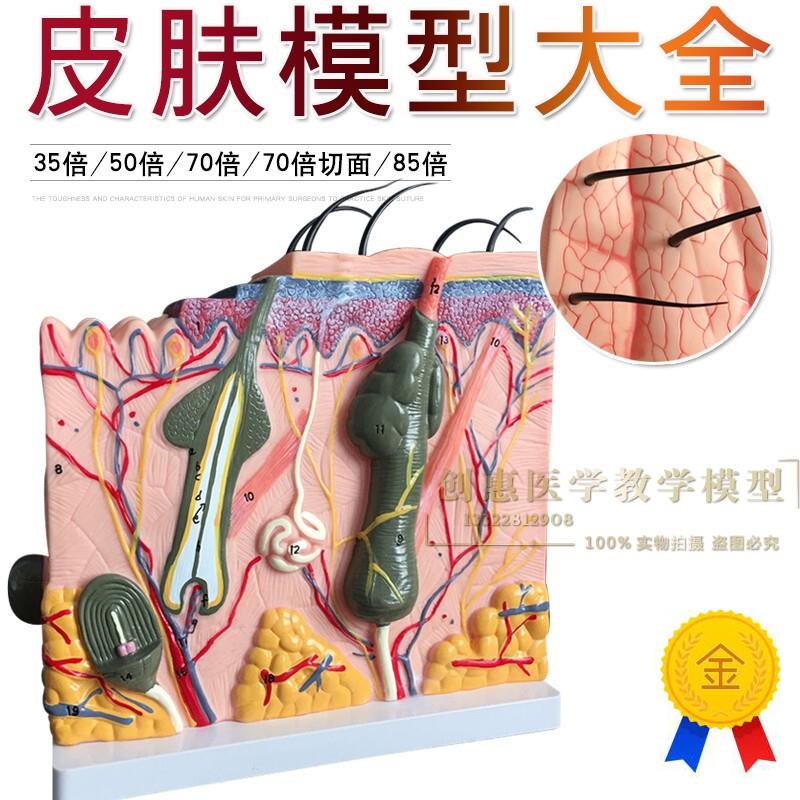 立体皮肤模型皮肤切面模型皮肤层次结构皮肤S放大模型美容整形