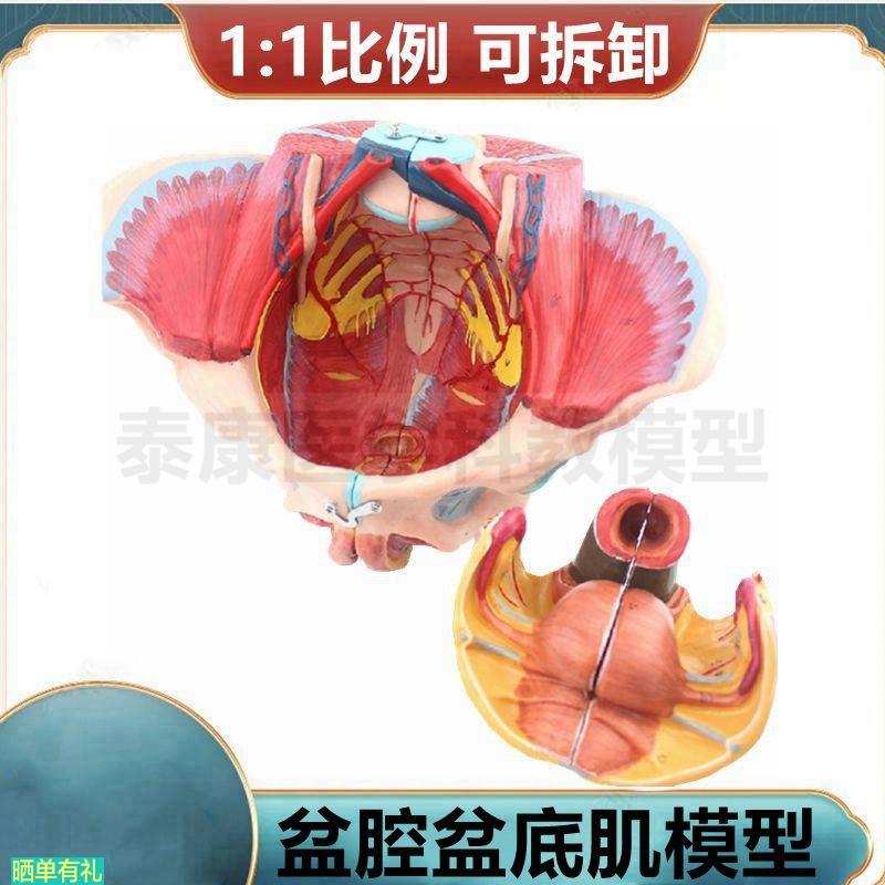 女性盆底肌模型 盆腔器官 泌尿生殖系统 妇产科临床产后修复家政
