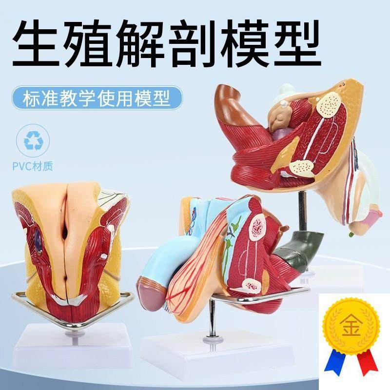 教学男女性生殖j系统模型泌尿系统教学模型矢状人体器官解剖模型