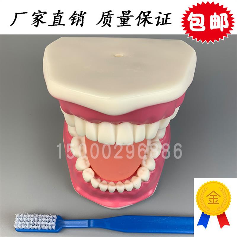 牙保健模型大号口l腔医学护理刷牙指导儿童牙列牙齿教学模型