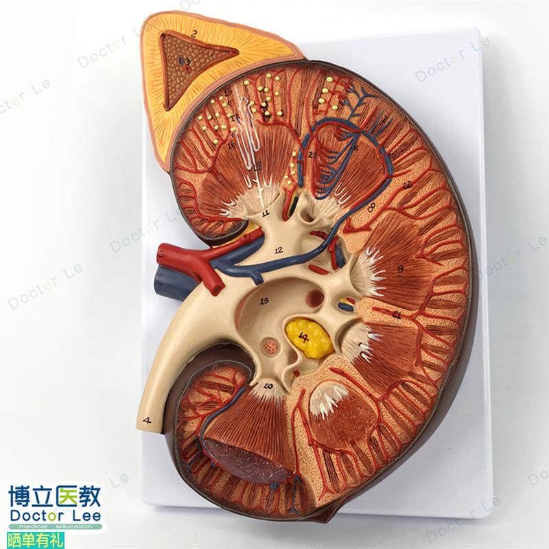 肾脏解剖放大模型 泌尿科 肾脏模型 肾上腺 肾脏结构模型