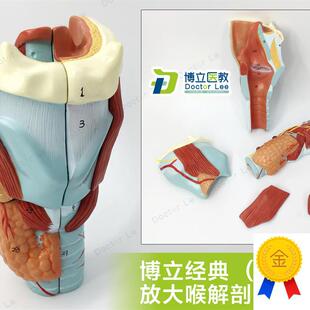 喉解剖模型咽喉k解剖人体喉部放大模型喉发声练习模型教用医用