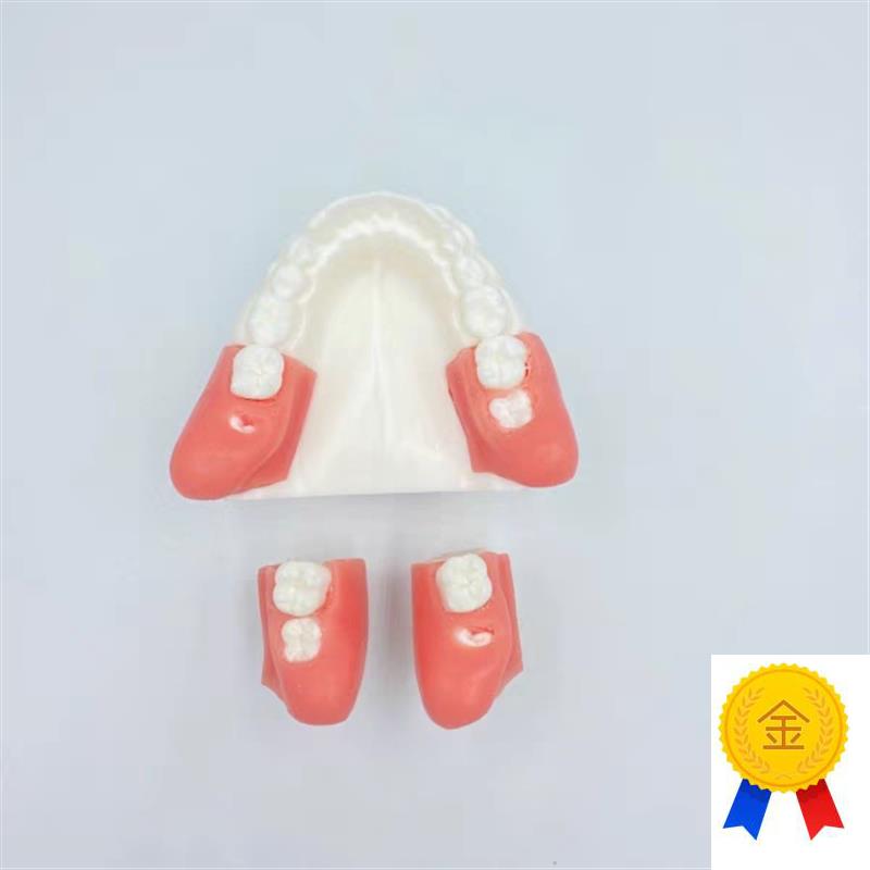 阻生齿替换块练习拔n牙模型仿真手感快速学习一个底座多个替换块