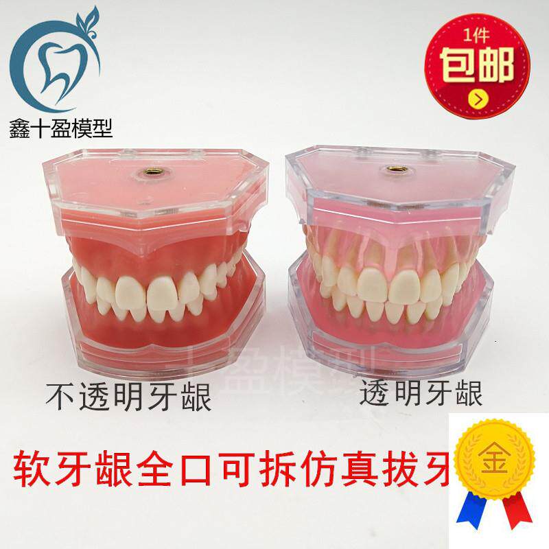 牙科模型口腔科教学模型练习拔牙E模型拆卸牙齿软牙龈全口可拔