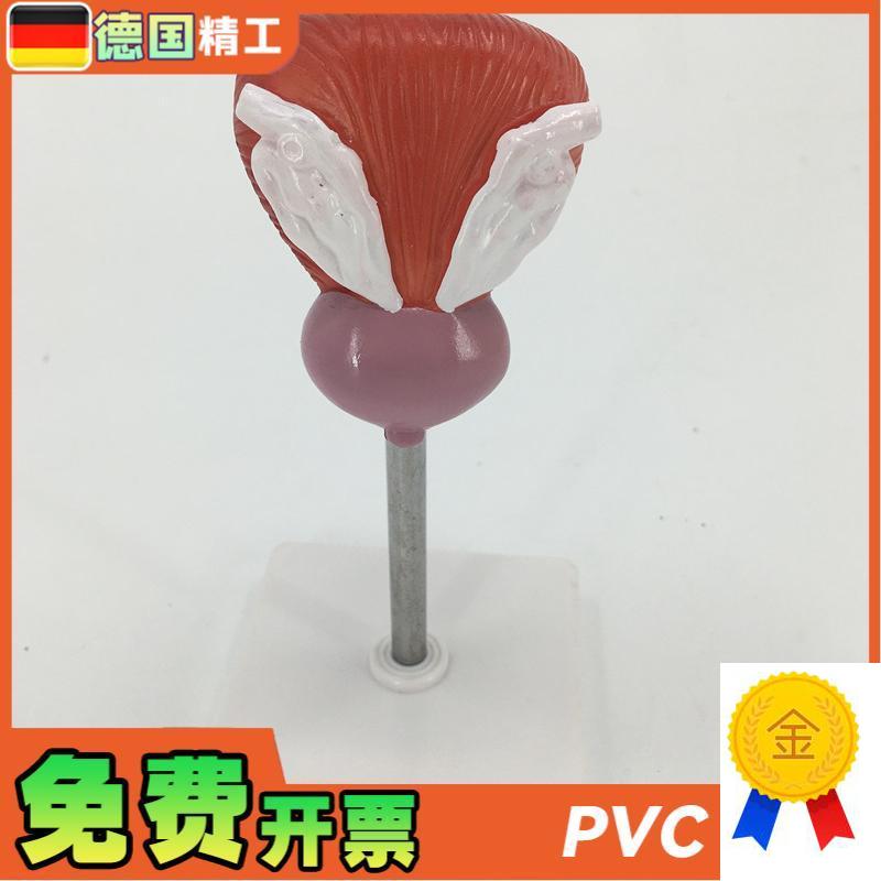 教学仿真膀胱模型人m体膀胱解剖标本2部件正常自然大膀胱医疗教具