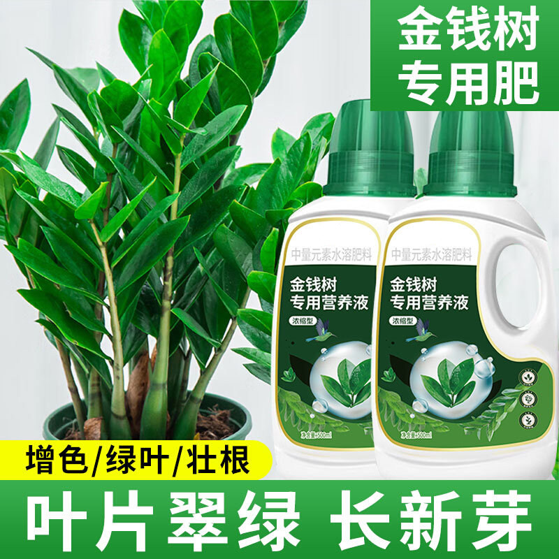金钱树专用营养液叶子发黄叶
