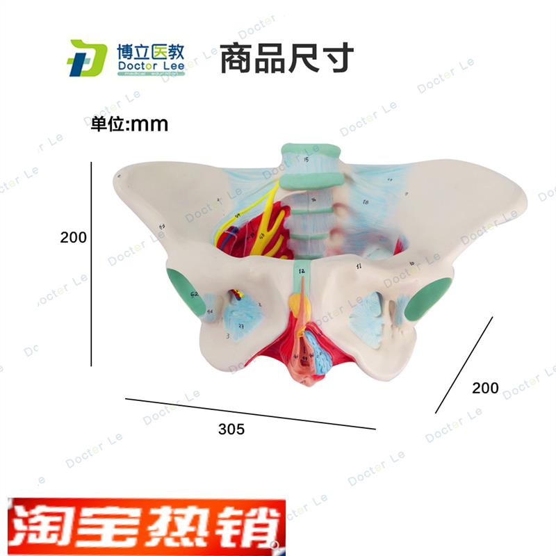 子宫模型骨盆女性盆底肌模型女性分娩模型教学助产医用骨盆模型