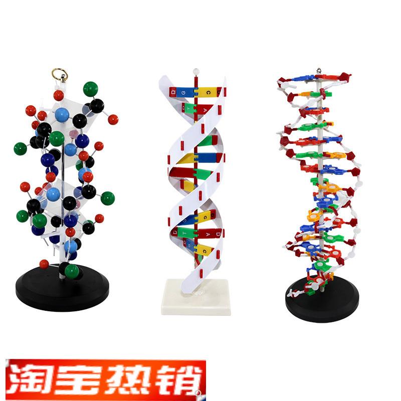 DNA双螺旋模型 生物遗传教学 DNA复制 蛋白质合成 二级结构 高中