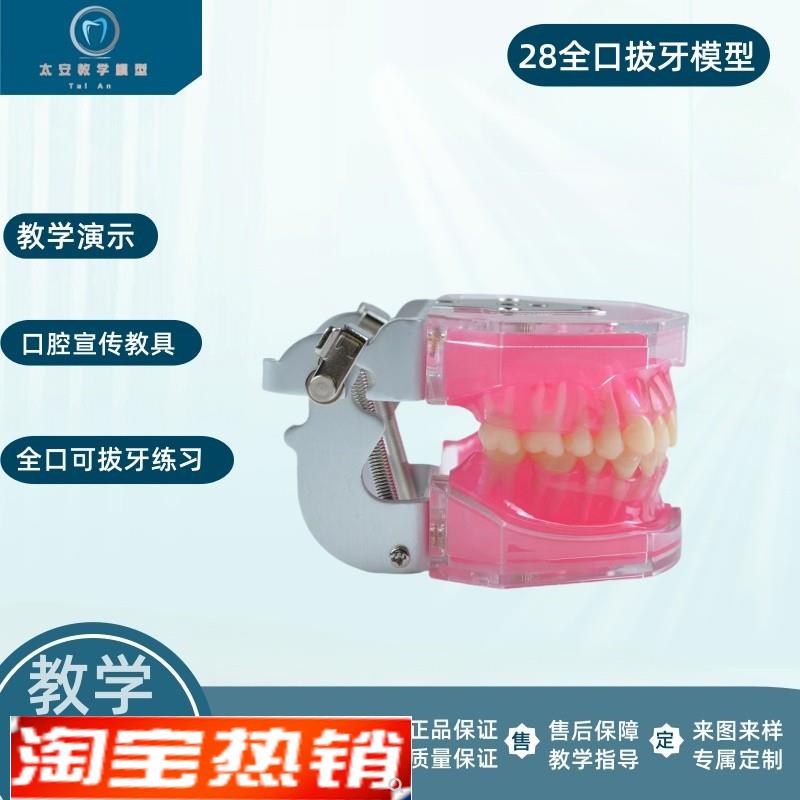 练习全口可拔牙模型离体牙可拆卸软牙龈牙科口腔教学演示仿真牙粒