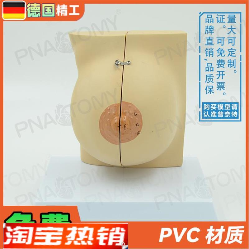 德国】女性仿真乳房乳腺解剖模型妇产科产后修复培训丰胸整形教具
