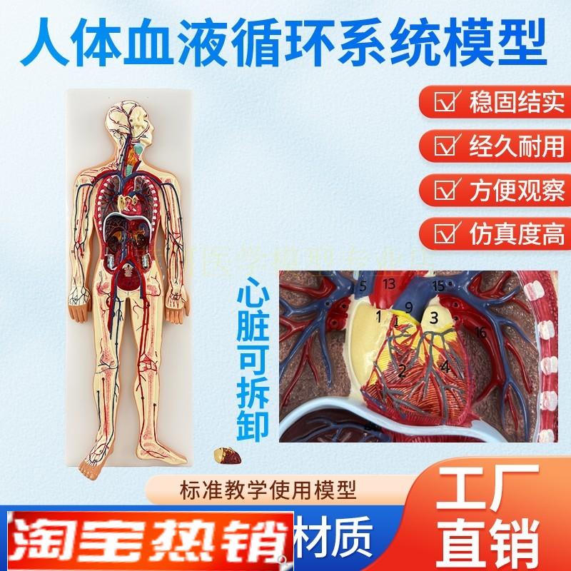 人体血液循环系统模型体肺循环心血管介入心脏解剖动静脉神经血管