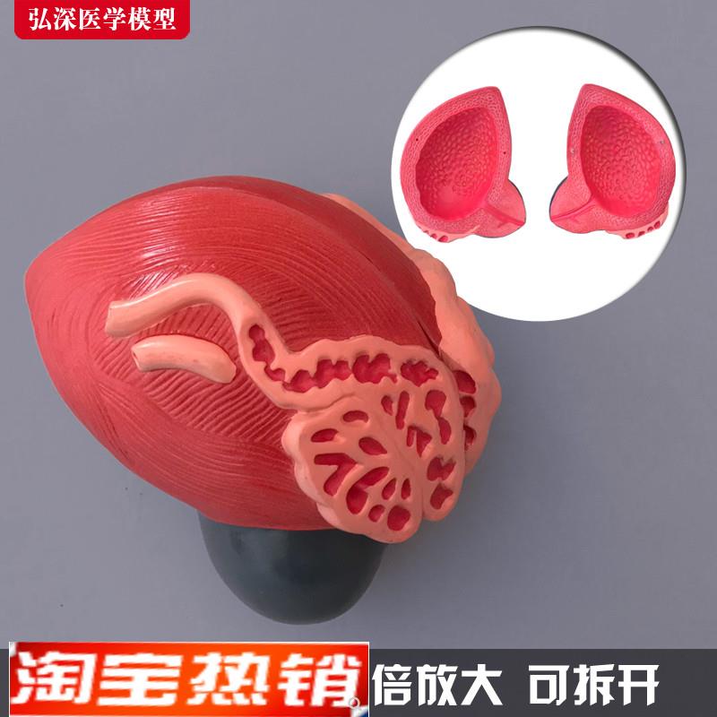 膀胱模型人体男性前列腺3倍放大泌尿生殖系统结构造教学医学模具