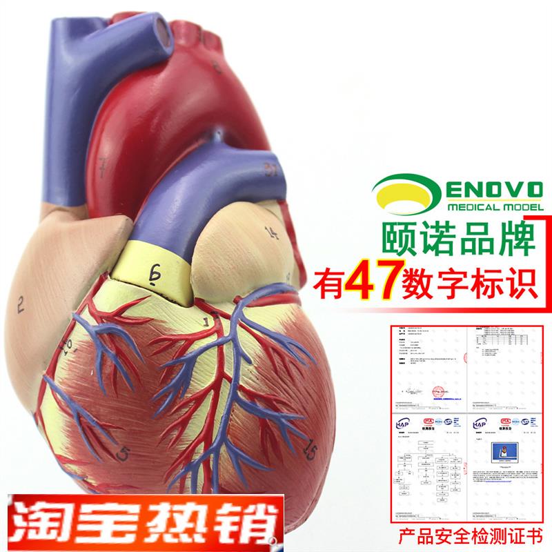 ENOVO颐诺1:1人体心脏模型B超彩超声医学心内科心脏解剖教学冠状