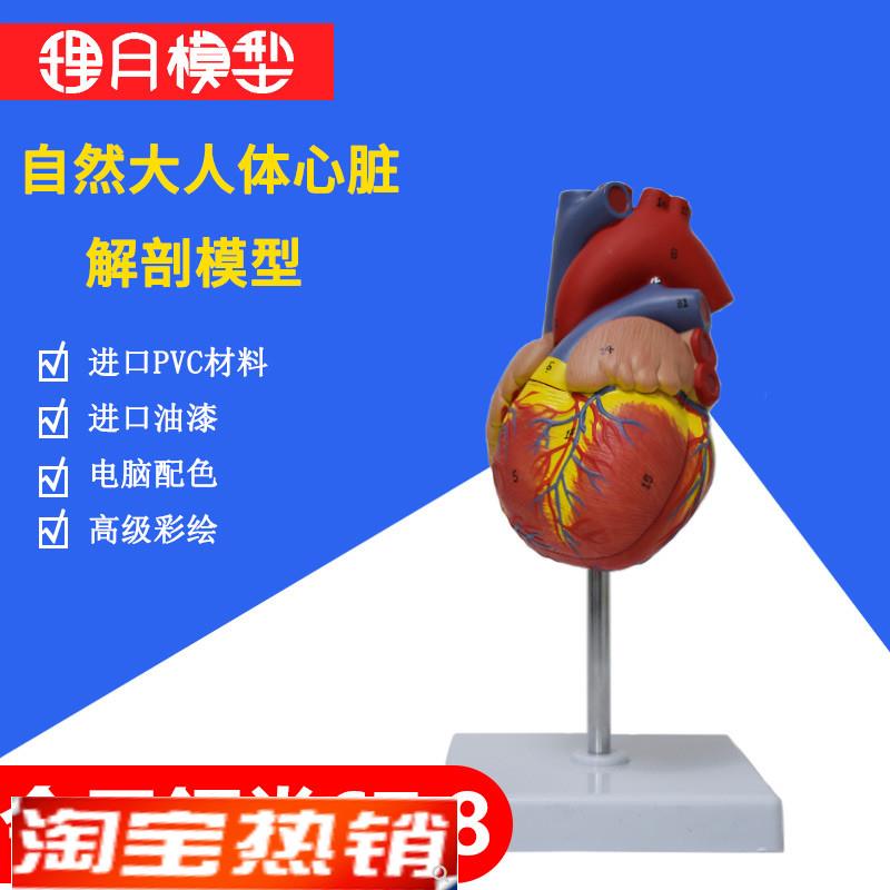 心脏模型教学医学解剖硅胶带血管支架3d玩具小人体可拆卸循环材料