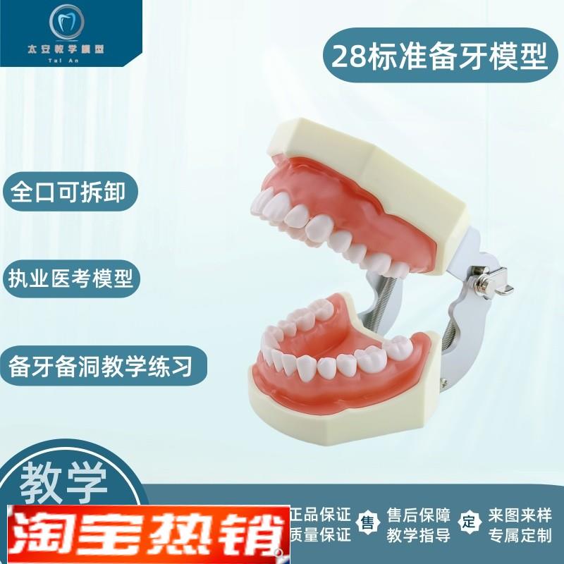 备牙练习模型 牙科模型 牙齿模型 仿真练习牙科口腔教学备牙模型