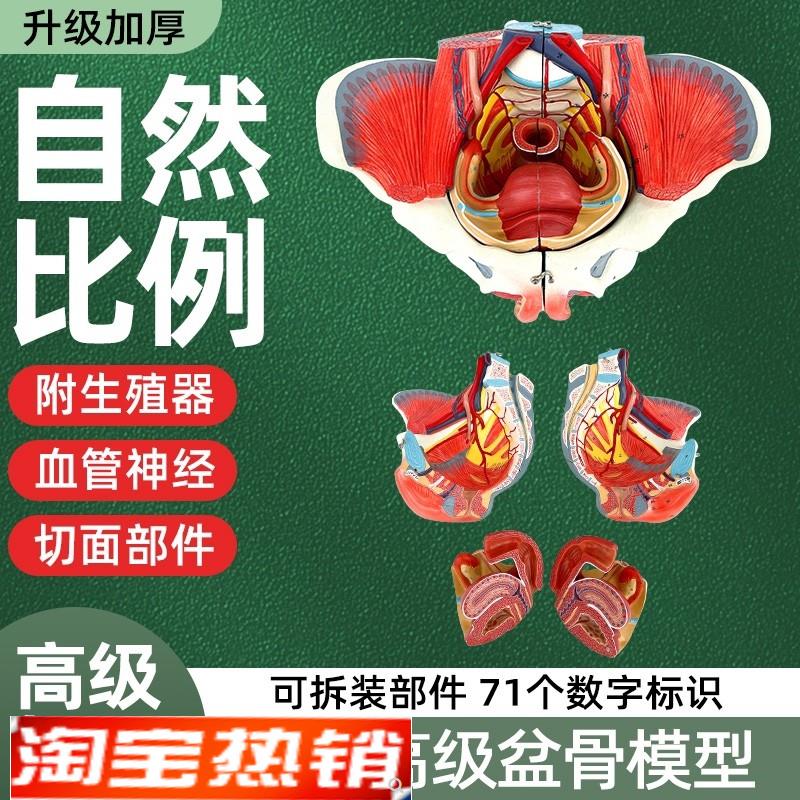 女性骨盆模型盆底肌带生殖器血管神经肌肉子宫人体解剖教学骨盆图