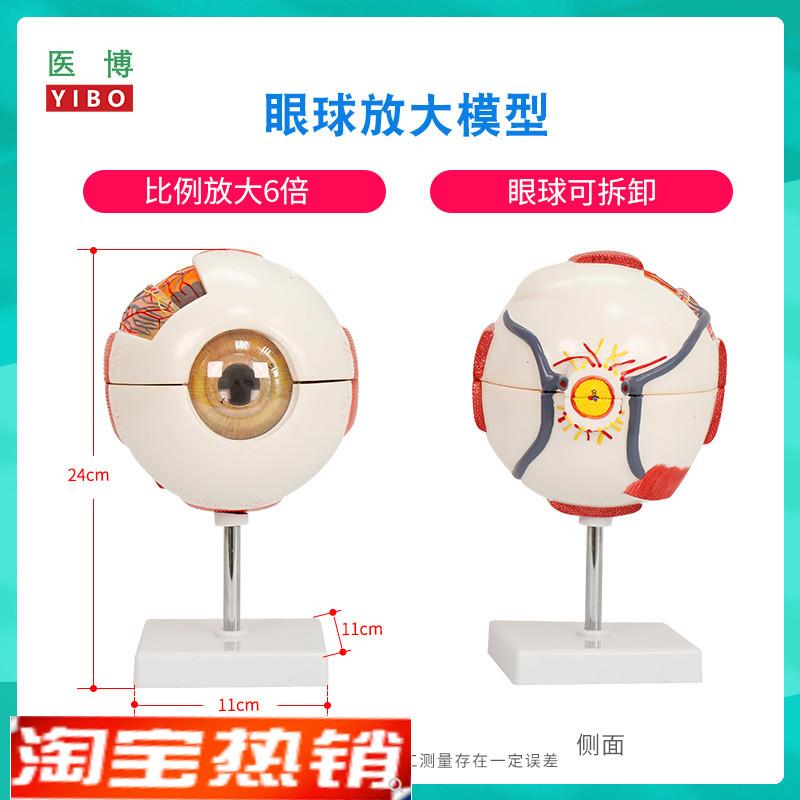 医博人体眼球模型 眼睛眼球结构解刨模型放大6倍 医用人体眼球模