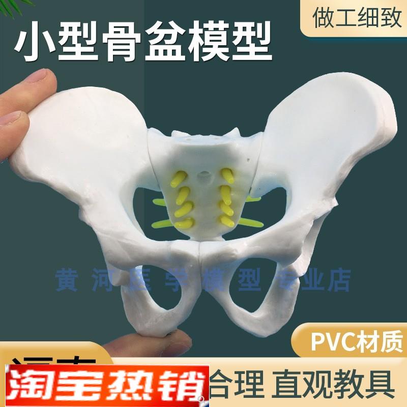 教学小型人体骨盆妇科检查模型骨盆标本骨盆演示模型通用女性盆骨