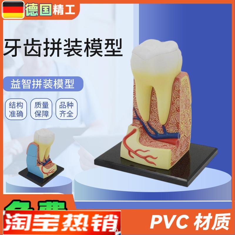 德国】拼装玩具人体牙齿拼装模型 器官解剖模型医学教学DIY科教