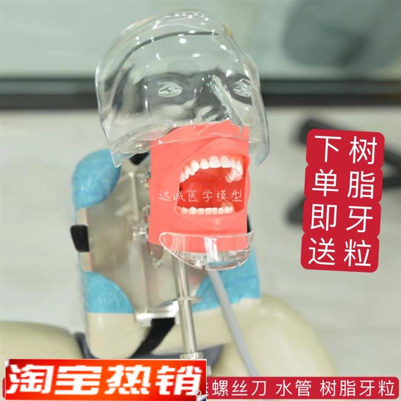 牙科材料口腔备牙模型器械工具离体牙备牙根管树脂牙简易仿真头模