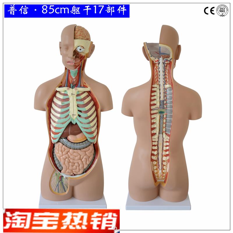 可拆分人体躯干85cm无性开背1比1成人大小 医用人体器官解剖模型