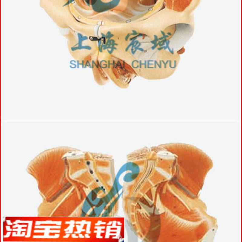 直销穴位精准女性骨盆附生殖器官与血管神经模型/解剖模型A15107