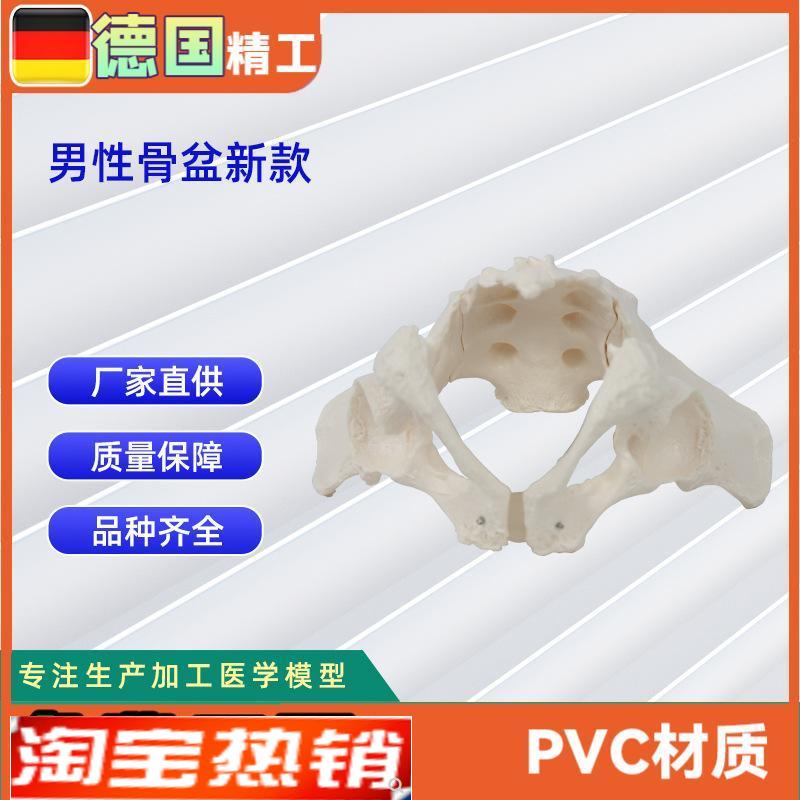 男性骨盆新款人体骨骼模型骨盆教学模型教具